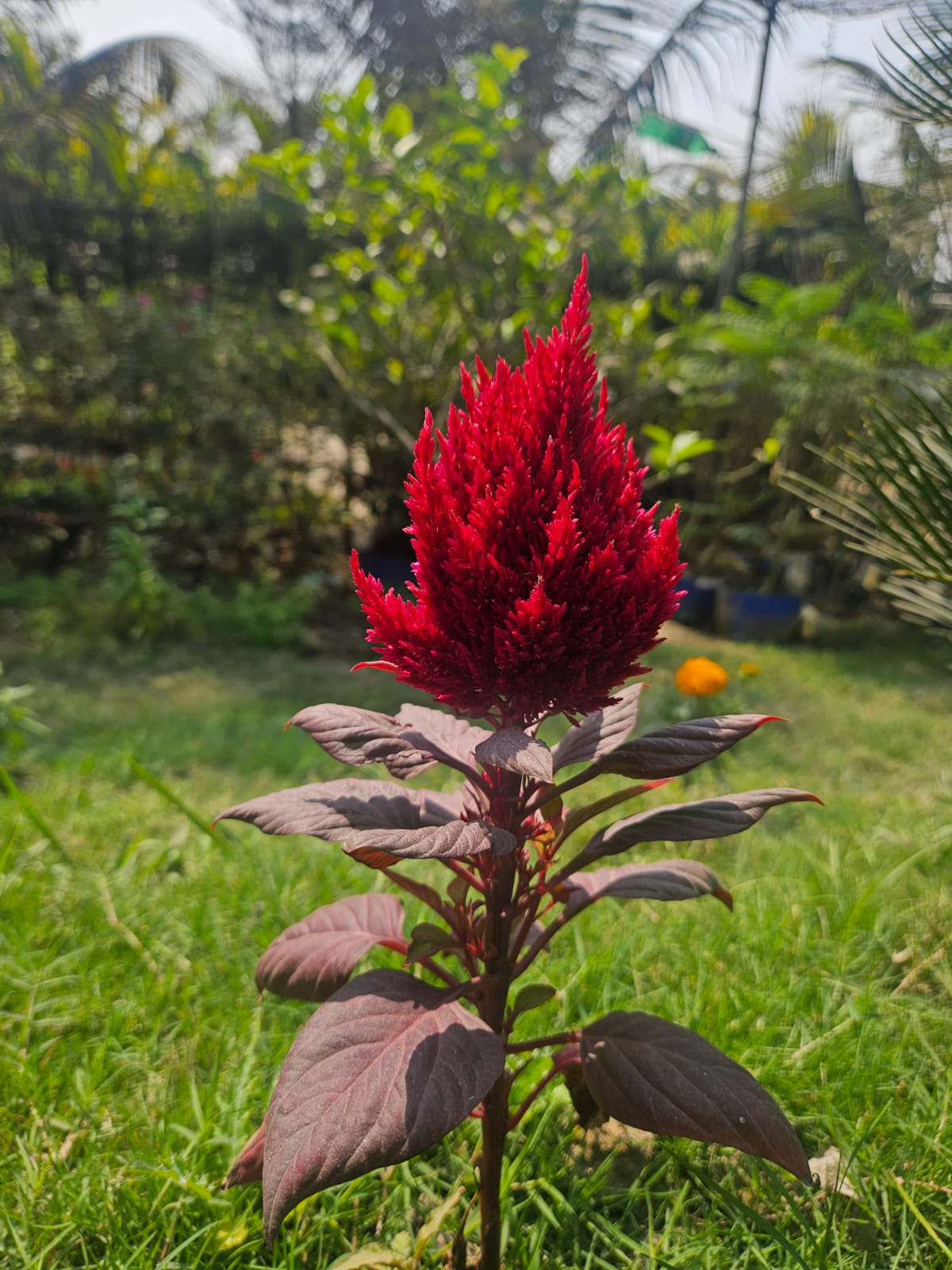 Red Celosia — Cockscomb